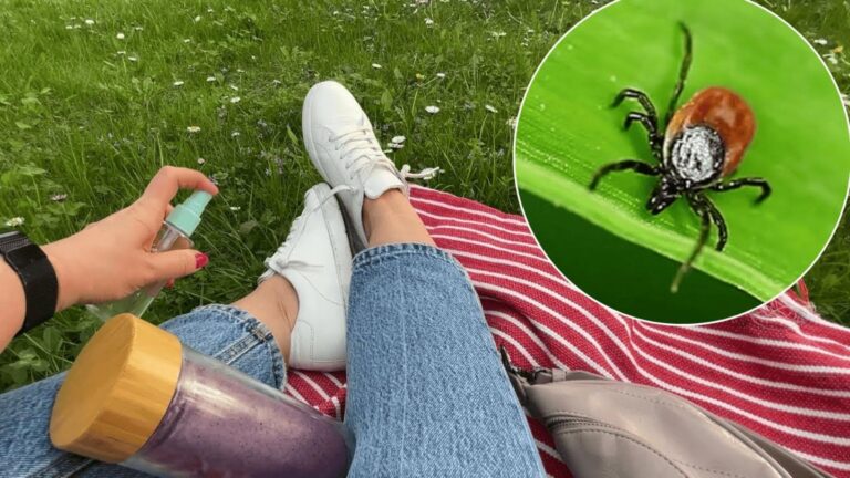 Cette astuce redoutée des tiques change la donne au jardin… Découvrez-la vite !