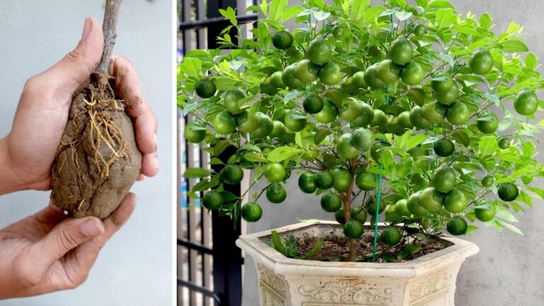 Une vieille astuce de grand-mère pour des citronniers luxuriants… surprenant et facile à