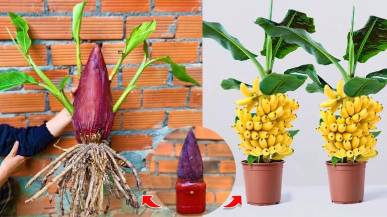 Une astuce ancestrale pour faire pousser des bananiers avec du gel d&rsquo;aloe vera…