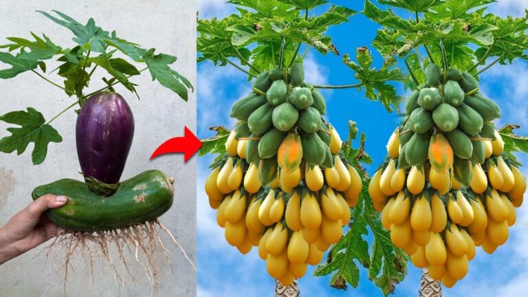 Cette astuce surprenante pour greffer l’aubergine au papayer transforme votre potager…