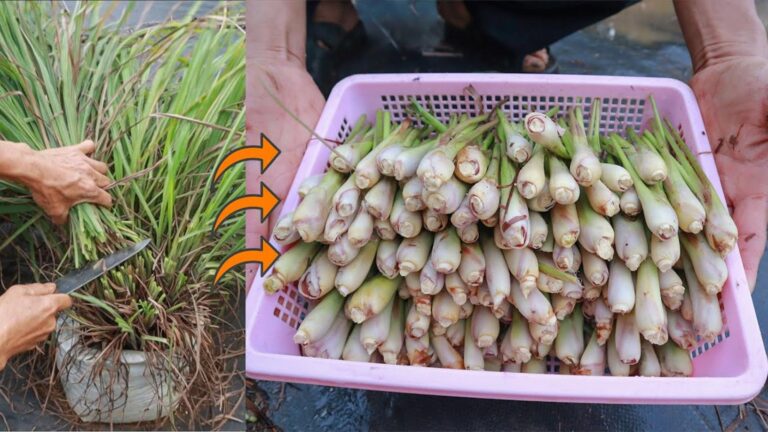 Cette méthode étonnante transforme votre jardin en paradis de la citronnelle… Découvrez