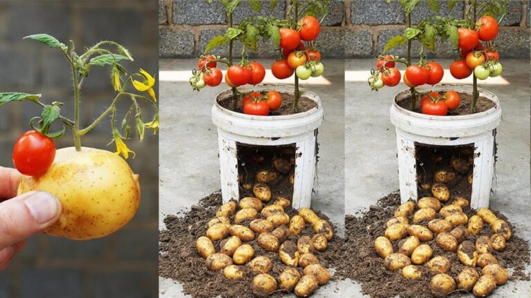Une astuce oubliée pour des récoltes tomates-pommes de terre XXL… Découvrez comment faire