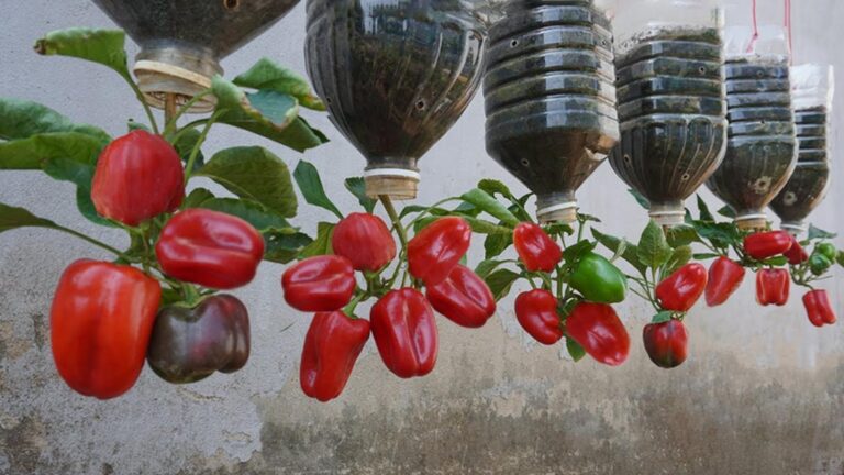 Une idée toute simple pour cultiver des poivrons chez vous… sans jardin nécessaire !