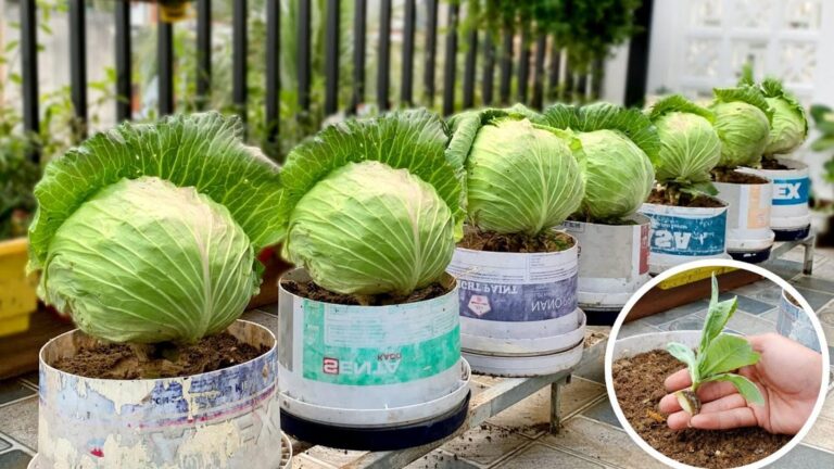 Quelques jardiniers utilisent une astuce oubliée… Faites repousser vos choux gratuitement