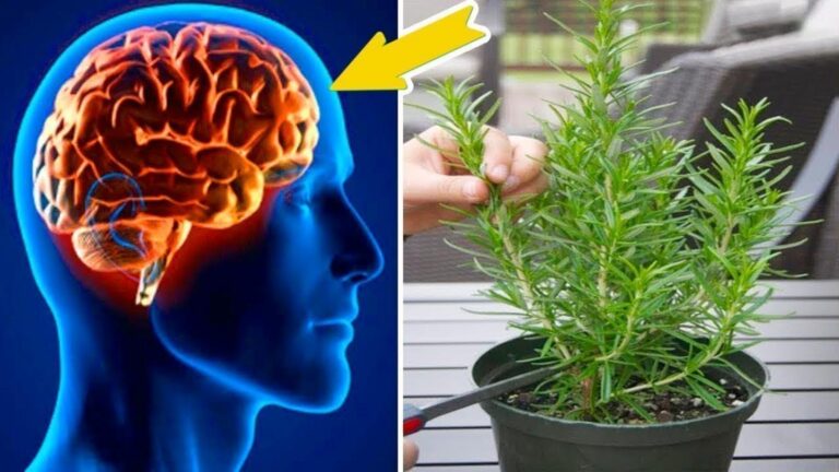 Une idée toute simple… Transformez votre mémoire avec cette herbe méconnue du jardin…