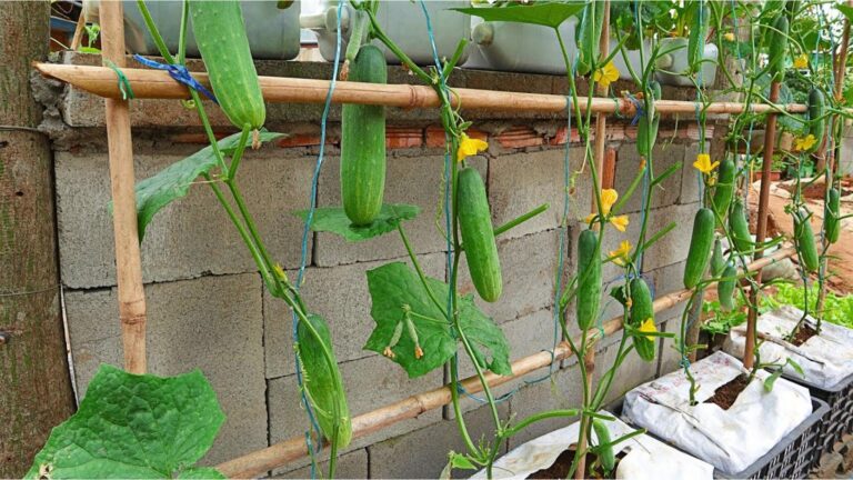 Une idée toute simple pour métamorphoser votre jardin… Découvrez l’astuce magique des
