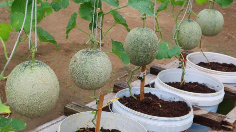 Cette astuce oubliée pour cultiver des melons sucrés en pot va vous surprendre…