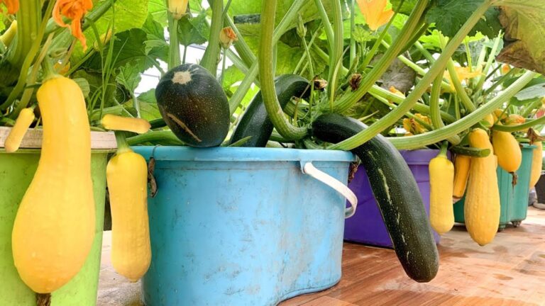 Une astuce de sol méconnue pour transformer votre terrasse en paradis de courgettes…