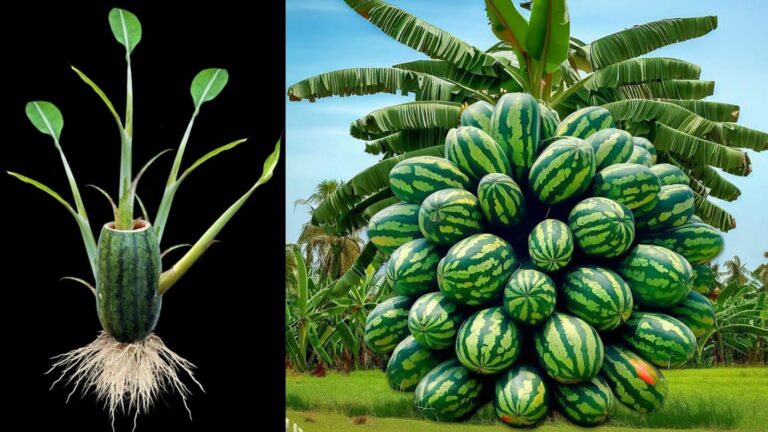 Une idée toute simple… Associez banane et pastèque pour une récolte spectaculaire !