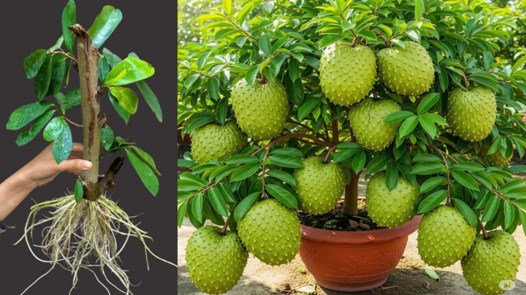 Difficile à croire… obtenez des fruits délicieux avec cette astuce de bouturage simple !