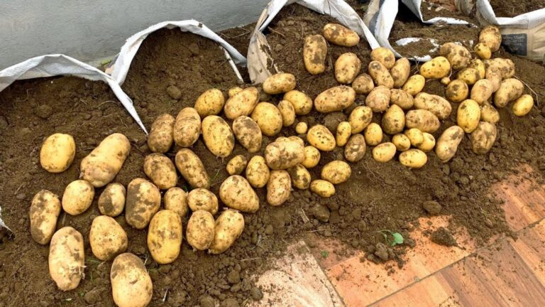 Une idée toute simple pour cultiver des pommes de terre à foison… sans jardin !