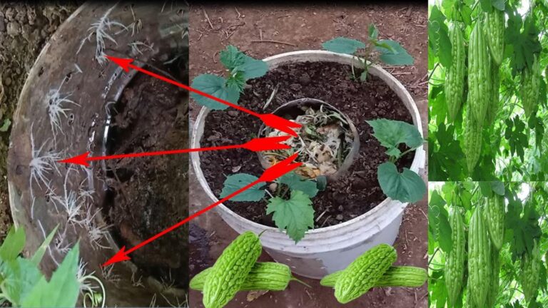 Une astuce oubliée pour transformer vos déchets de cuisine en potager prolifique…