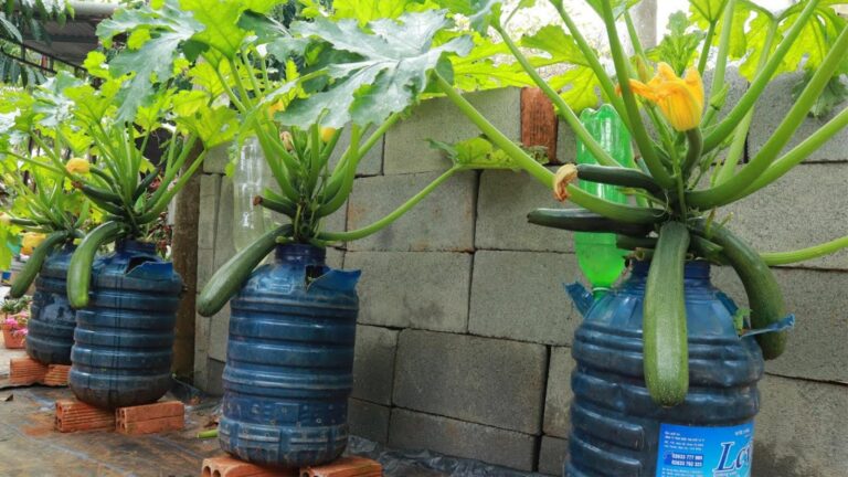 Cette vieille astuce pour cultiver des courgettes en pot va changer votre espace…