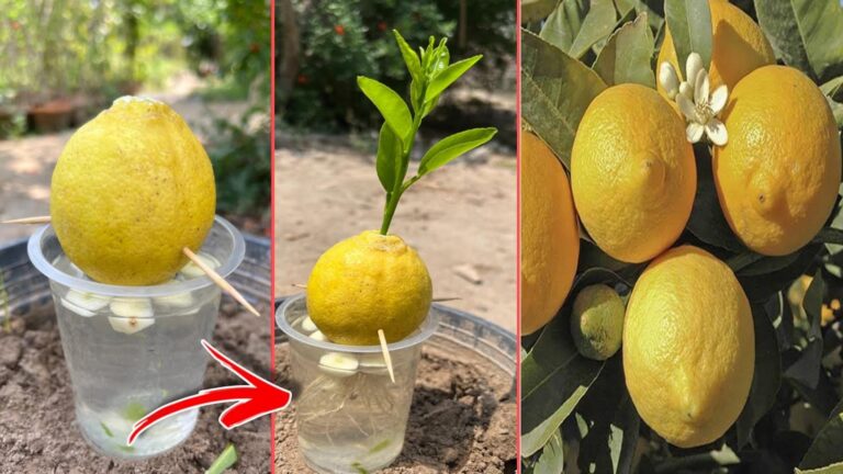 Une astuce étonnante pour faire pousser des citronniers chez vous… avec des citrons !
