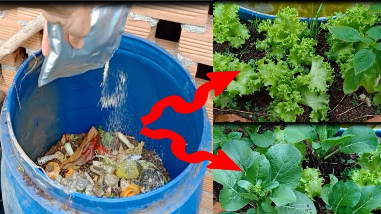 Transformez vos déchets de cuisine en un engrais magique pour un potager florissant…