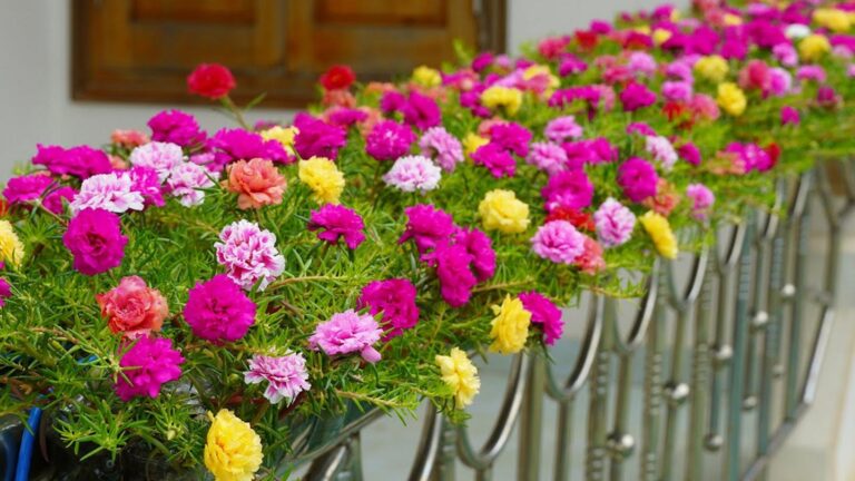 Une vieille astuce pour transformer votre balcon : découvrez comment sublimer avec des