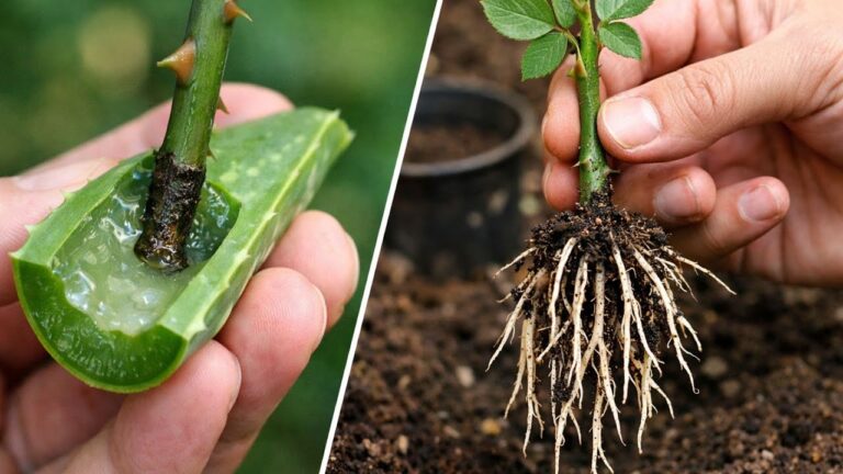 Faites pousser vos boutures de roses 3 fois plus vite avec ces astuces simples !