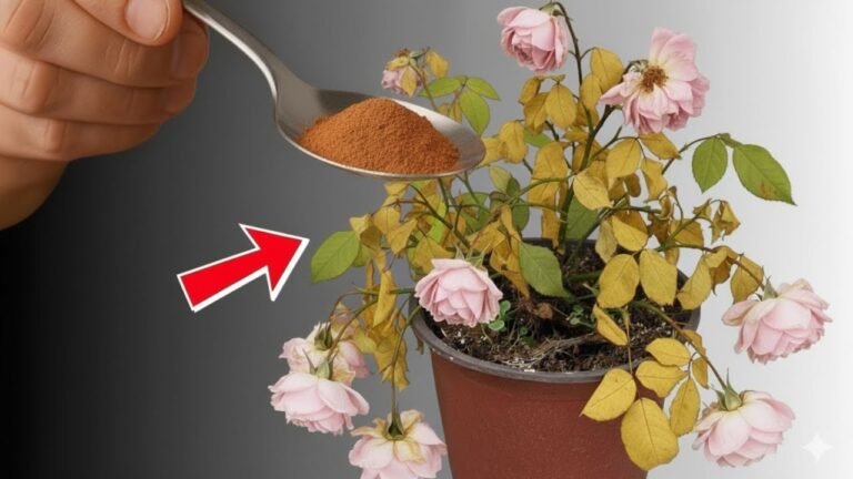 Ravivez 5 plantes en un clin d&rsquo;œil avec cette technique simple et efficace !