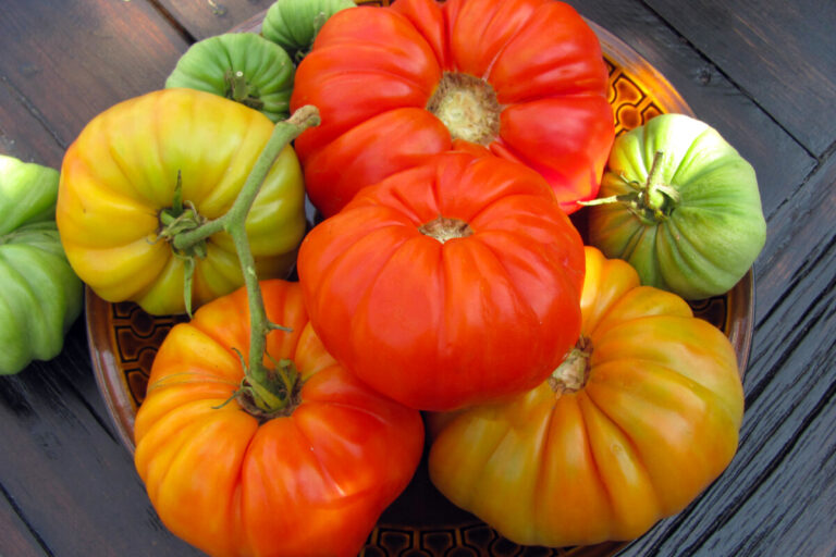 7 raisons de cultiver des tomates indéterminées pour un jardin prolifique