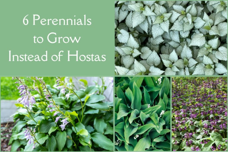 6 Périennes magnifiques à l&rsquo;ombre pour varier des hostas