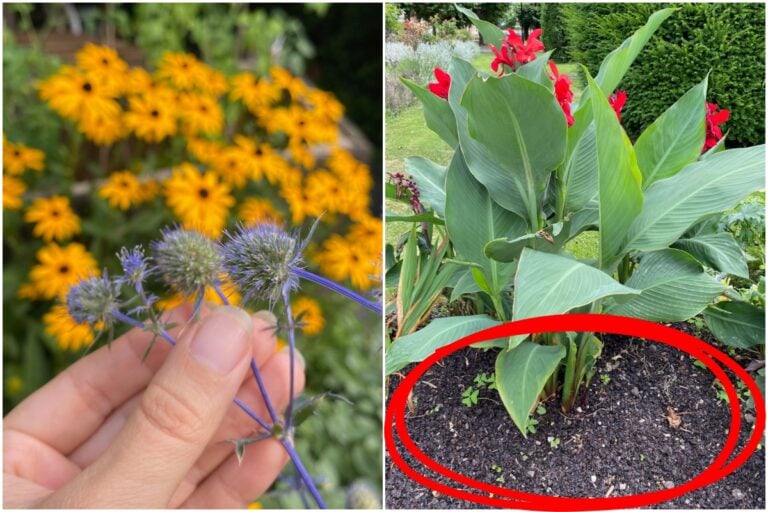5 erreurs de jardinage à éviter et comment les corriger
