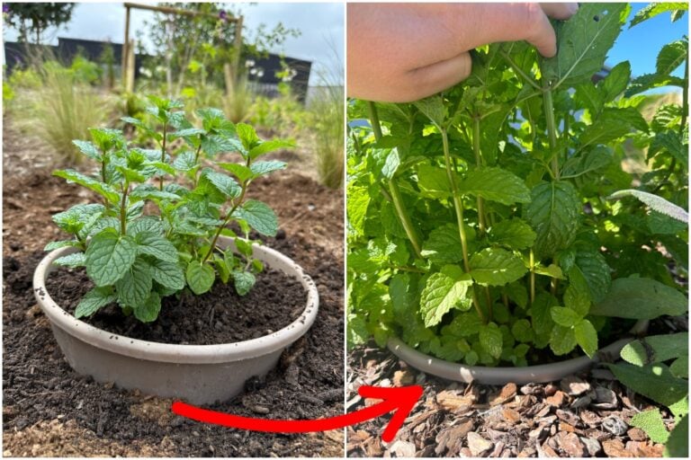 Planter de la menthe au jardin : les risques à connaître et comment les éviter
