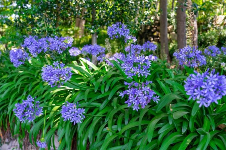 Pour des fleurs d’agapanthes éclatantes, ne négligez pas cette astuce simple