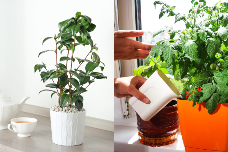 Plantes d&rsquo;intérieur comestibles : découvrez les meilleures variétés