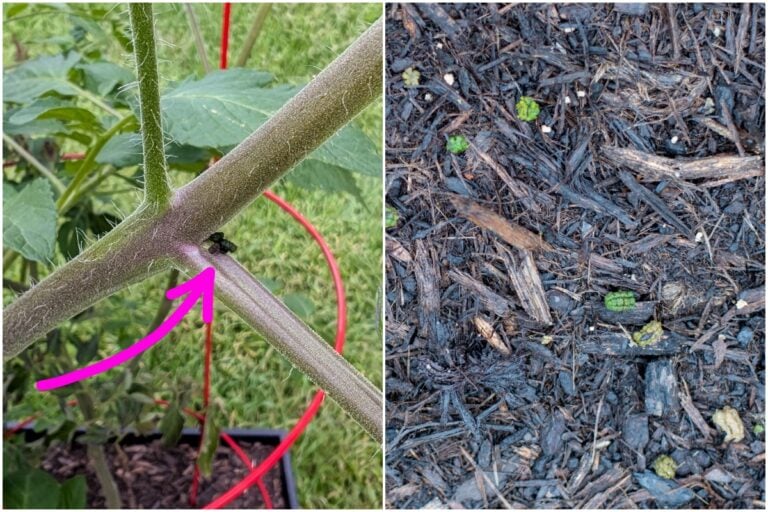 Le signe d&rsquo;alerte qui menace vos plants de tomates (agissez vite)