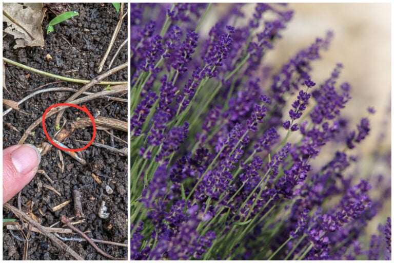 Multipliez votre lavande facilement grâce à la méthode du semi-arrosage