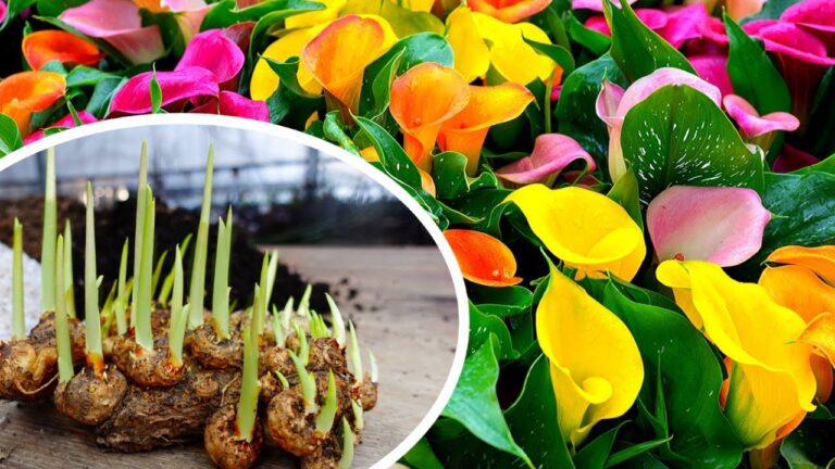 Plantez avec succès 5 astuces pour faire fleurir vos callas colorées !