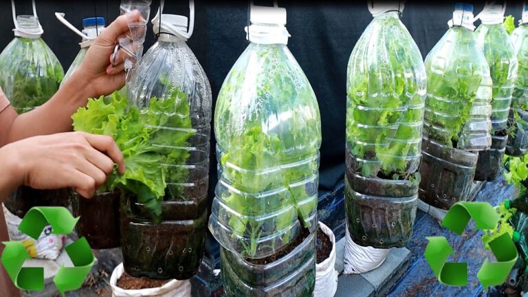 10 astuces pour cultiver des légumes dans une mini serre réussie !