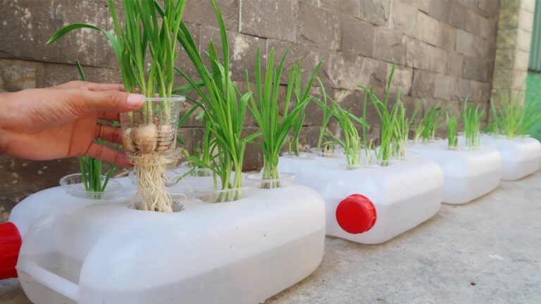 Cultiver de l&rsquo;ail dans 5 bacs en plastique : la méthode facile pour débutants !