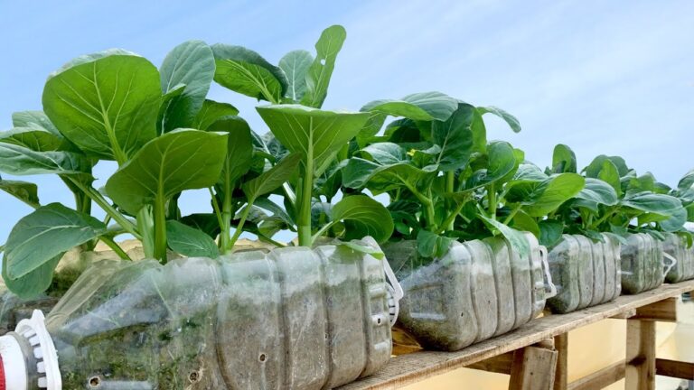 10 idées géniales pour recycler des bouteilles en plastique et cultiver des légumes sur votre terrasse