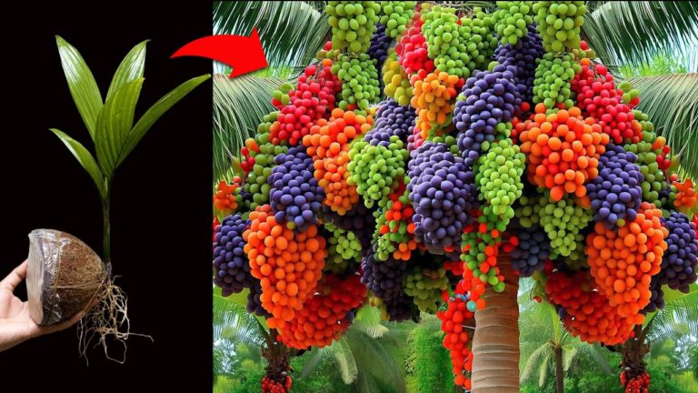 5 étapes pour greffer une noix de coco et réaliser un fruit incroyable !