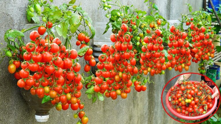 7 astuces pour cultiver des tomates mur à mur sans jardin et récolter plus !