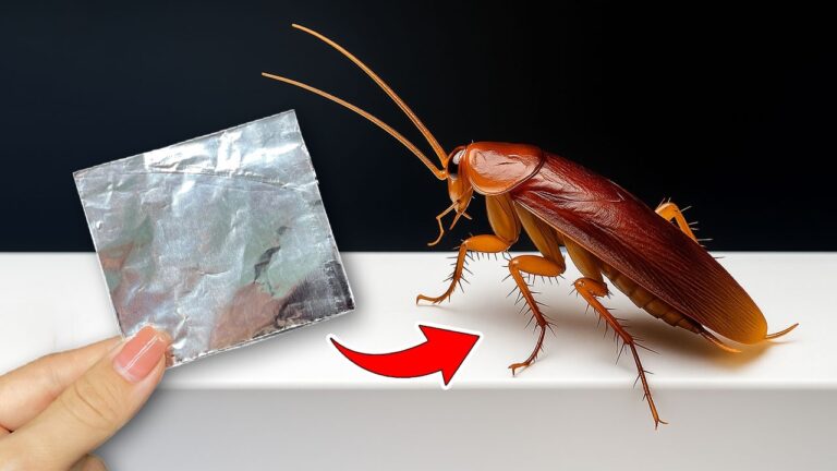Éliminez les cafards : 5 astuces étonnantes avec du papier aluminium
