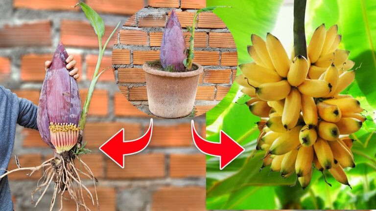 5 techniques naturelles pour greffer un bananier avec de l&rsquo;aloe vera et rester zen !