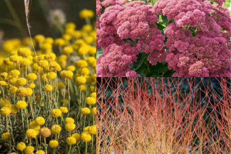 9 plantes ornementales qui égayent votre jardin toute l&rsquo;année