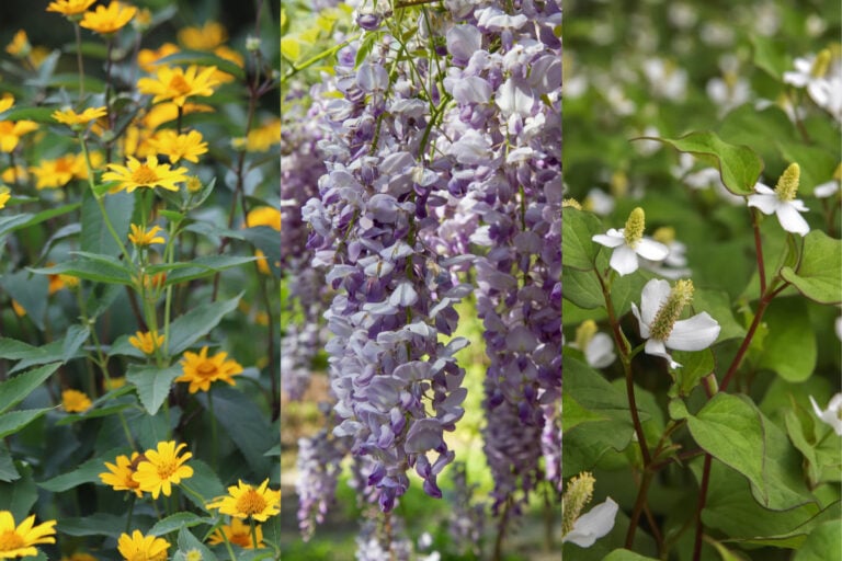 9 plantes à éviter absolument dans votre jardin