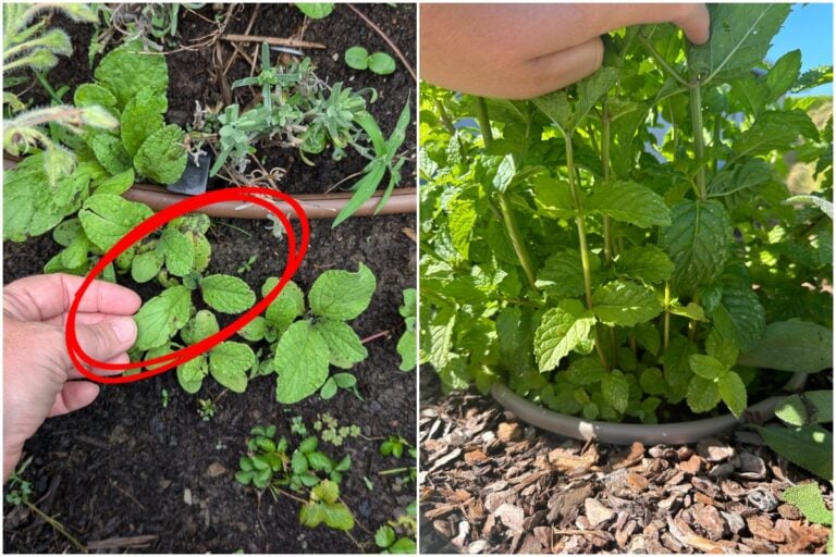 5 plantes à éviter absolument dans votre potager