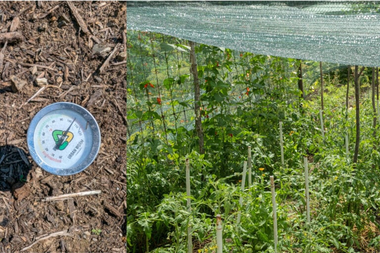 Faites pousser vos tomates en pleine canicule grâce à cet outil jardinier simple